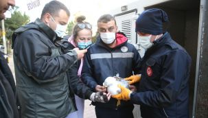 Karşıyaka'da martı operasyonu