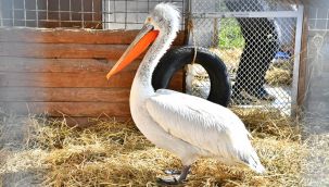 Yaralı flamingo ve iki pelikan tedavi altında