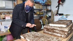 Bornova Belediyesinden vatandaşlara 30 bin sebze fidanı