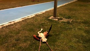 Flamingoların toplu ölümü araştırılıyor