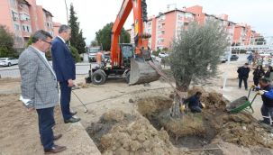 Gaziemir’de zeytin ağaçlarına ikinci yaşam