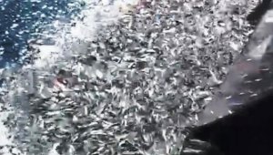 İzmir'de balıkçılardan örnek hareket: Binlerce kefal yavrusunu denize bıraktılar