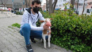 İzmir'in maskotu maskeli keçi