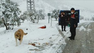 Kar nedeniyle yol kapanınca hayvanların imdadına jandarma yetişti