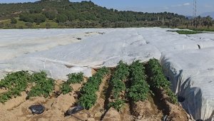 "Alımlar patates üreticisine soluk aldıracak"