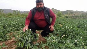 Bezelye bir haftaya kadar pazarda