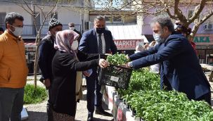 Bornova'da üreticilere ücretsiz sebze fidesi