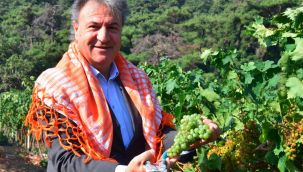 Bornova Misket Üzümü artık tescilli!