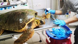 Caretta caretta, ateşli silahla yaralandı