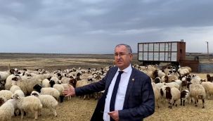 CHP'li Sertel: 'Ziraat Bankası hayvancılıkla ilgili proje başlattı Kars’ı dahil etmedi'