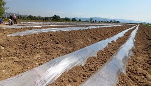 Don tehlikesi geçti, salatalık ekimleri hızlandı