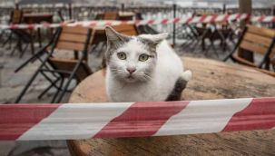 Efes Selçuk’tan farkındalık yaratan araştırma: “Pandemi sokak hayvanlarını nasıl etkiledi?”