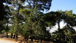 İzmir’deki o tabiat parkı için ihale kararı!
