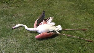 İzmir'de telef olan flamingoların ölüm sebebi belli oldu