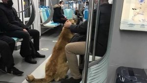 İzmir'i toplu ulaşımla gezen köpek Sam bulundu