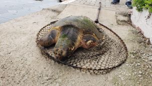 Yaralı Caretta caretta için İzmir İtfaiyesi zamanla yarıştı