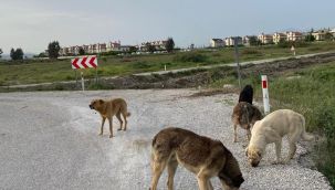 Çiğli Belediyesi tam kapanmada sokak sakinlerini unutmadı