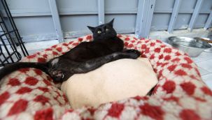 Depremzede Beyaz, Engelli Kedi Evi'nde hayata döndü