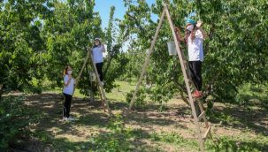 İzmir’de kiraz hasadı için Biz Varız dayanışması başladı