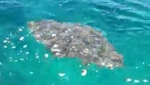 İzmir'de ağlara takılı bulunan dev vatoz kurtarıldı