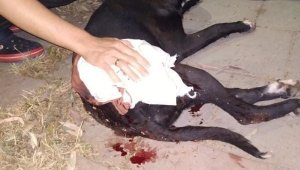 İzmir'de magandalar dehşet saçtı: Tabancadan çıkan mermi köpeğe isabet etti