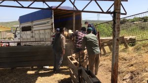 Jandarma hayvan hırsızlarını didik didik edip buldu