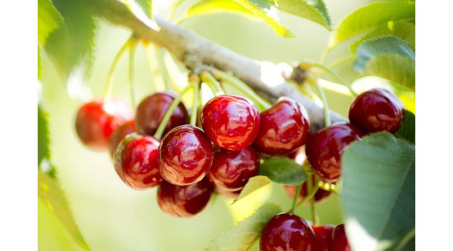 Kirazın anavatanı Kemalpaşa'da kiraz hasadı sürüyor