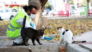 Tam kapanmada Bayraklı'daki can dostlara yoğun ilgi