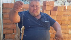 Zehirli trakonya balığı İzmirli amatör balıkçıyı hastanelik etti