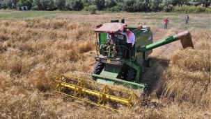 Atalık karakılçık Kemalpaşa’da can buldu