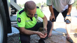Dumandan etkilenen hayvanlara polis ve vatandaştan ilkyardım