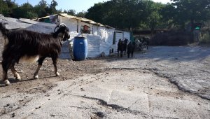 Foça'da kara keçi sayısı azaldı