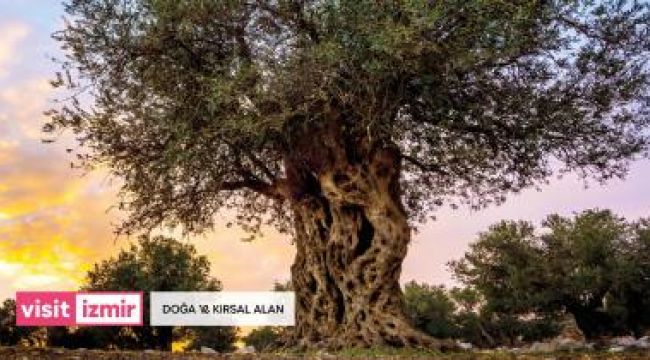 Visitİzmir Altın Örümcek Ödülü’ne layık görüldü