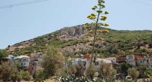 100 yılda bir çiçek açan sabır otu İzmir'de çiçeklendi