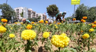 Buca, bahardan yaza çiçeklerle renklendi