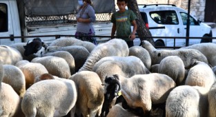 Büyükşehir'in dağıttığı küçükbaş hayvan sayısı 12 bine ulaştı