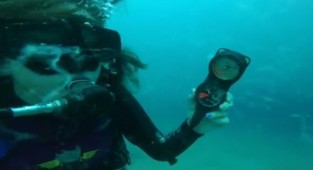 Deniz yıldızlarının üstü bile müsilajla kaplanmış!