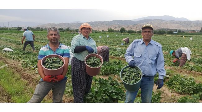 Hava sıcaklıkları salatalığı olumsuz etkiledi
