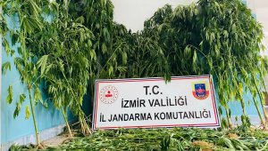 İzmir'de jandarmadan uyuşturucu baskınları: 12 gözaltı