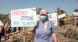 Seferihisar'da JES şirketi ağaç katliamına devam ediyor