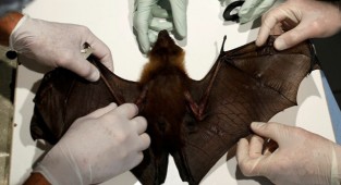 Yarasalarda yeni bir koronavirüs keşfedildi!