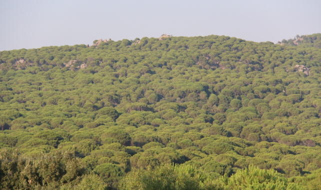 Başkan Soyer: 'Doğamızı korumak için her alanda mücadele edeceğiz'