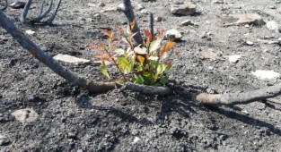 “Bir Fidan Bir Dünya” kampanyası dayanışmayla büyüyor