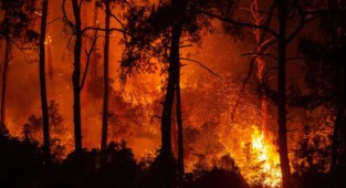 Bir ilde daha yangın! Bakan açıkladı