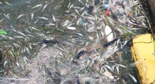 Bostanlı sahile ölü balıklar vurdu