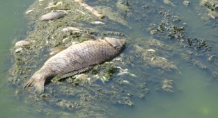 Büyük Menderes eski yatağında kuraklık canlıları da vurdu!