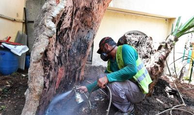 Büyükşehir 120 anıt ağacı kurtardı