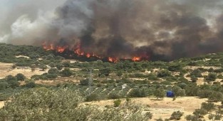 Foça'da orman yangını!