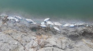 Gediz Nehri’nde toplu balık ölümleri korkuttu!