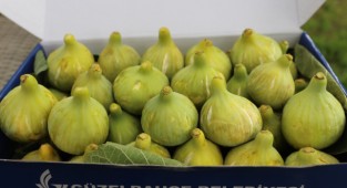 Güzelbahçe Payamlı Bardacık Festivali Başlıyor